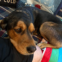Photo of the dog Amanda