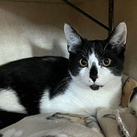 Photo of the cat Beasley