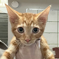 Photo of the cat Caldwell