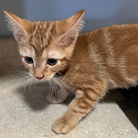 Photo of the cat Callie