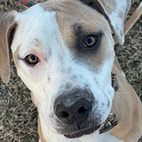Photo of the dog Callie