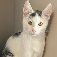 Photo of the cat Carlos