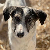 Photo of the dog Carmen