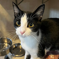 Photo of the cat Celeste