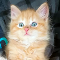 Photo of the cat Colby