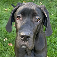 Photo of the dog Denver