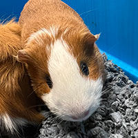 Photo of the  gpig Ethel