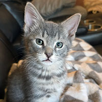 Photo of the  cat Gordon Ramsey
