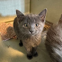 Photo of the cat Higgins
