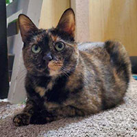 Photo of the  cat Jacinda