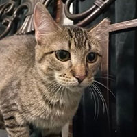 Photo of the cat Janet