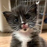 Photo of the cat Junior