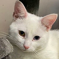 Photo of the cat Langley