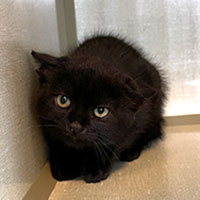 Photo of the cat MacAlister