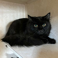 Photo of the cat McLaren
