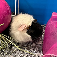 Photo of the  gpig Neymar