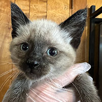 Photo of the  cat Ranger