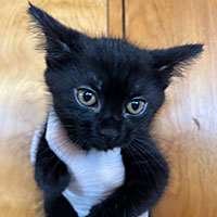 Photo of the  cat Ravioli