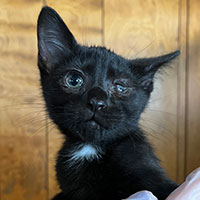 Photo of the  cat Raymond