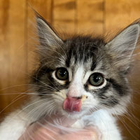 Photo of the  cat Regina