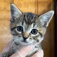 Photo of the  cat Ribbon