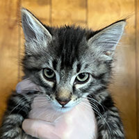 Photo of the  cat Rodney