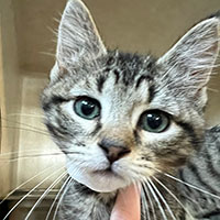 Photo of the  cat Rooney