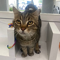 Photo of the  cat Russell