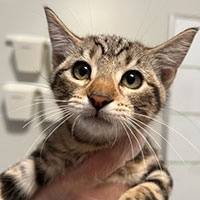 Photo of the  cat Rye