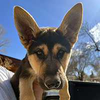 Photo of the  dog Sedona