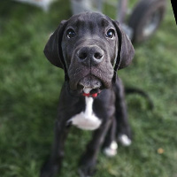 Photo of the dog Bishop