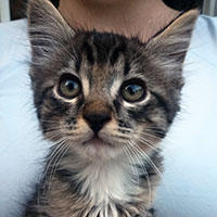 Photo of the cat Hawk