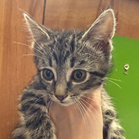 Photo of the cat Monday