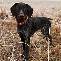 Photo of the dog Yrie