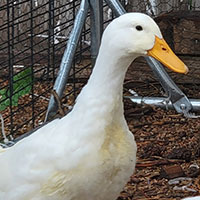 Daisy the Duck