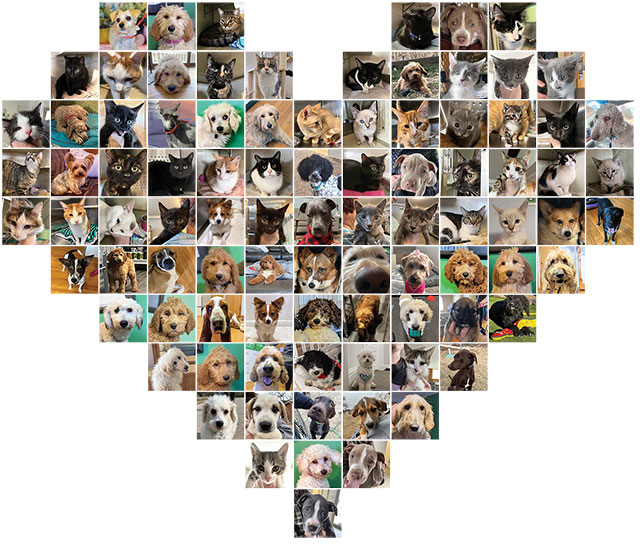 collage of dogs adopted since March 1, 2023 in the shape of a heart