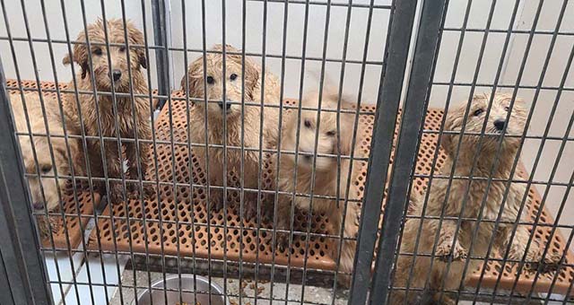 Five puppies in a cage after being rescue from Amish Breeder