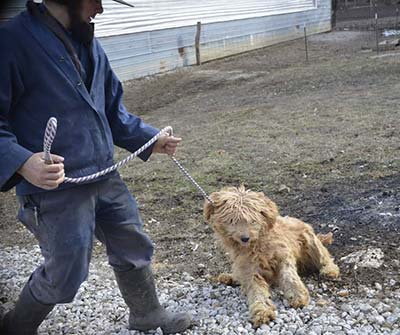 Neglected dog being rescue from Amish Breeder